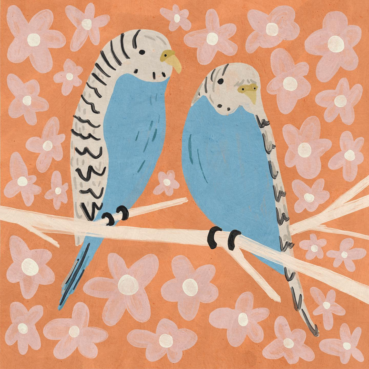 budgies Betsy Siber