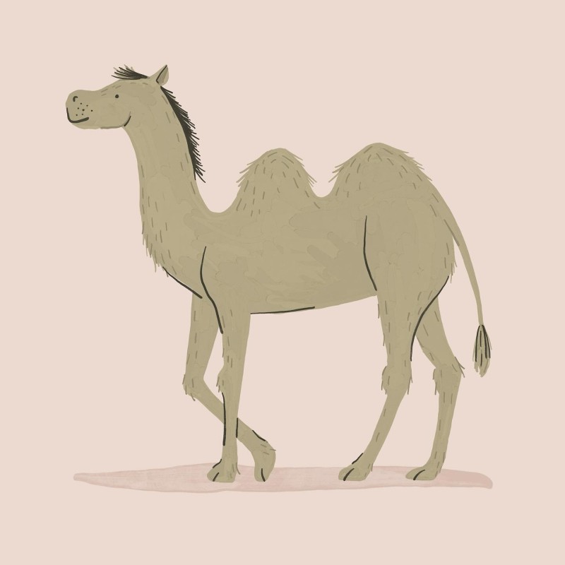 camel Betsy Siber