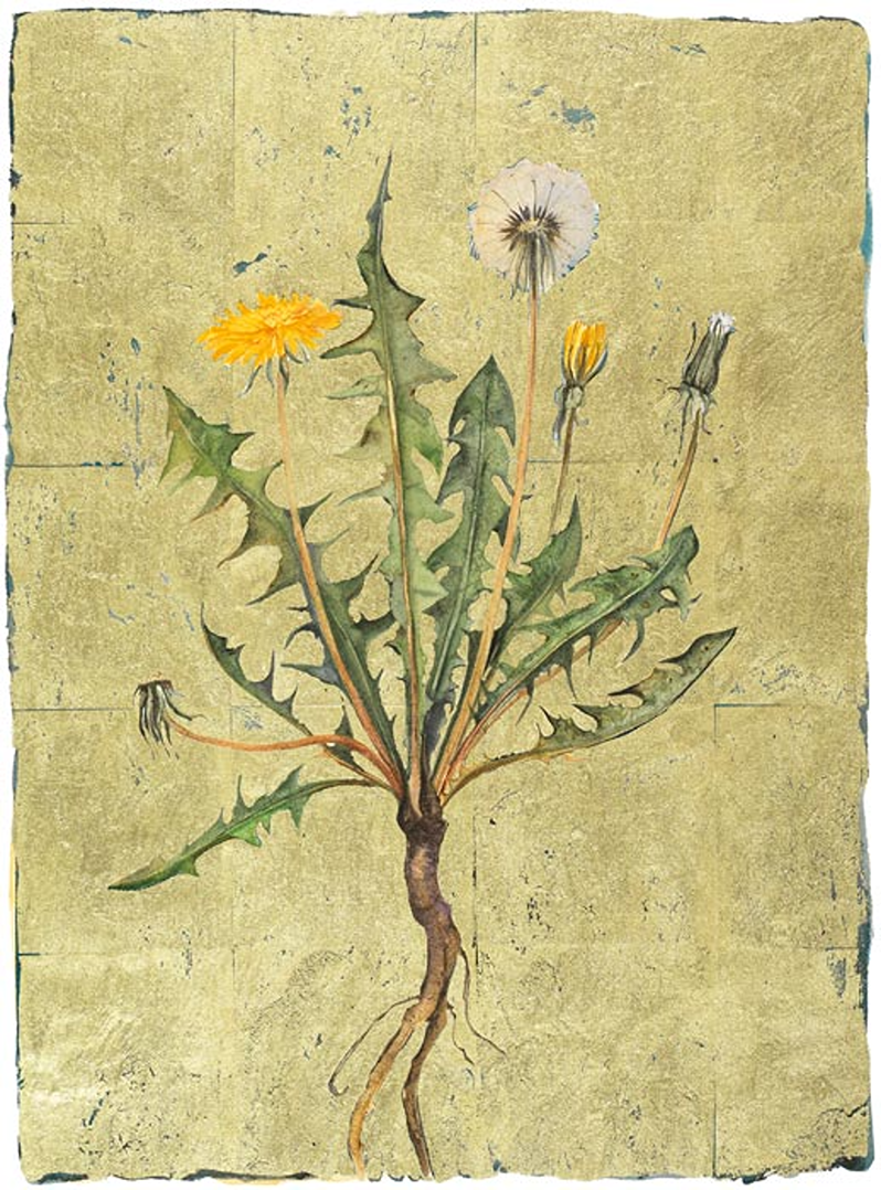 dandelion the lost words