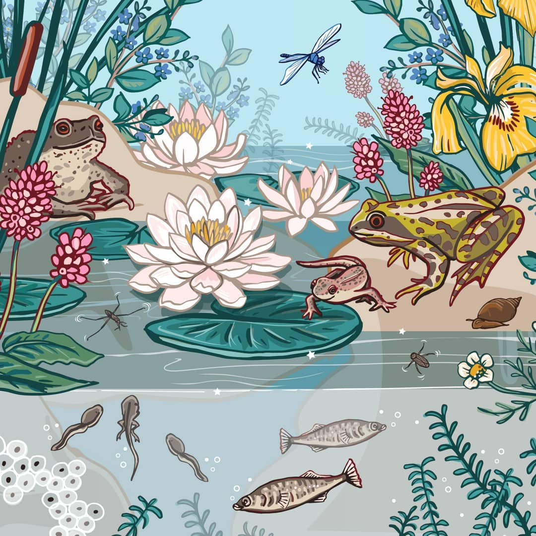 frogs Artwork by Angie