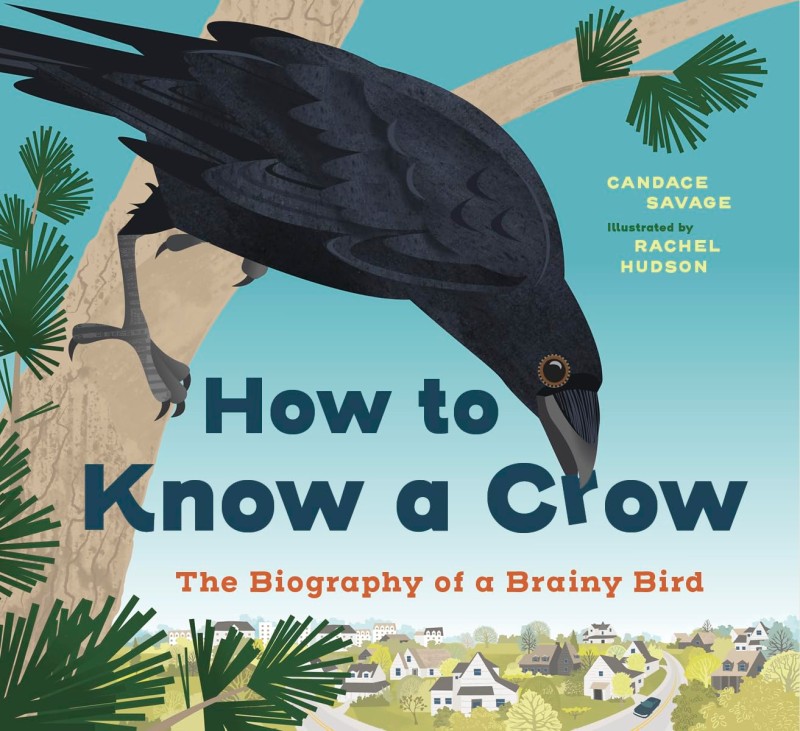 how to know a crow