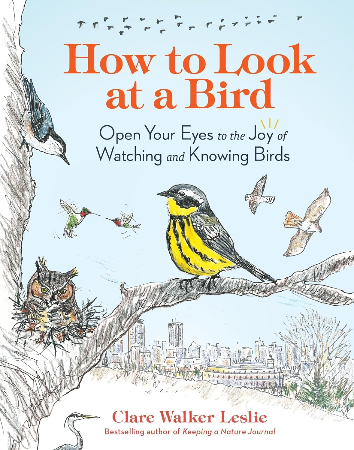 how to look at a bird 