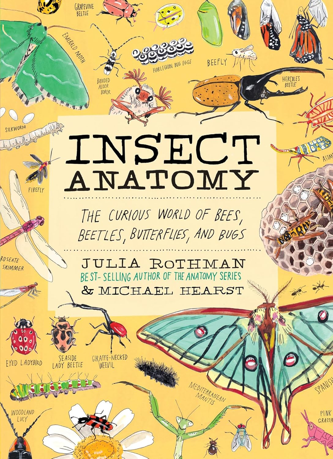insect anatomy
