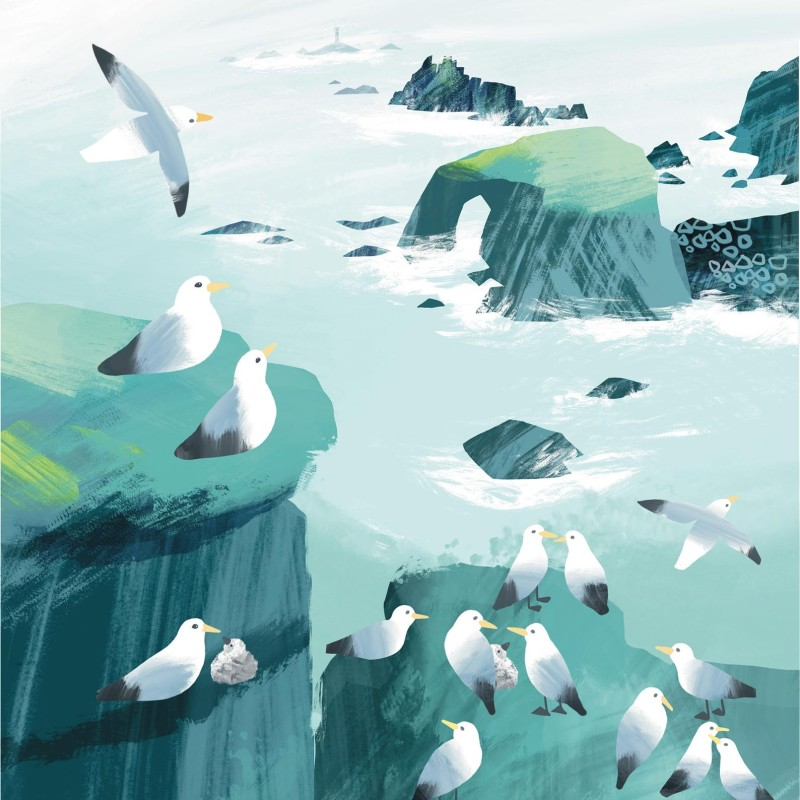 kittiwakes