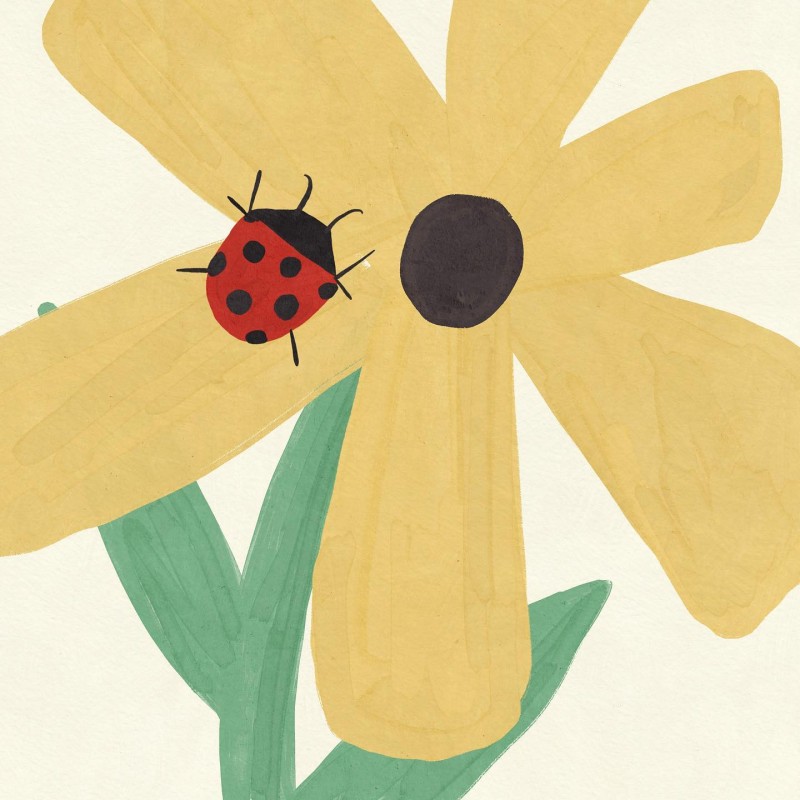 ladybug Betsy Siber