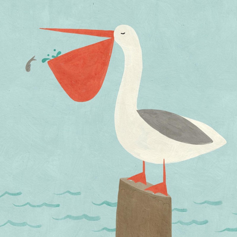 pelican Betsy Siber