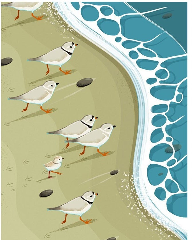 plovers