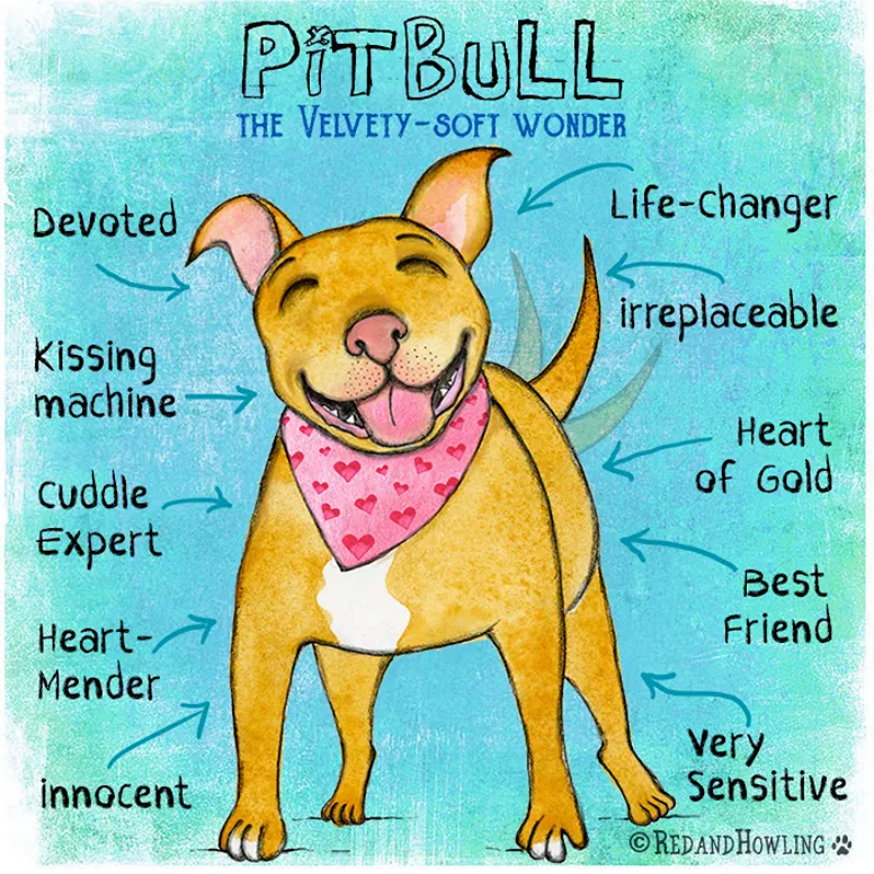 pit bull red and howling