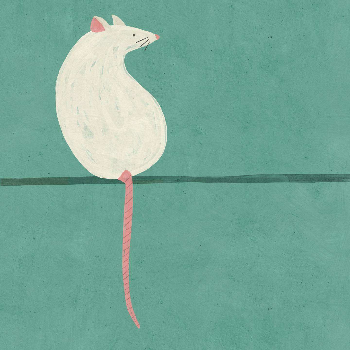 rat Betsy Siber