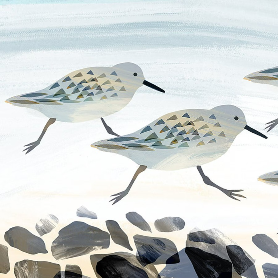 sanderlings