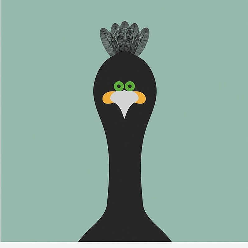shag bird