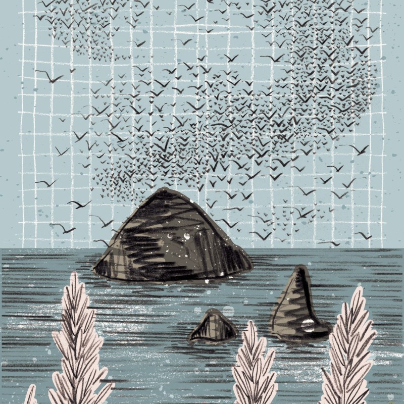 starling murmuration