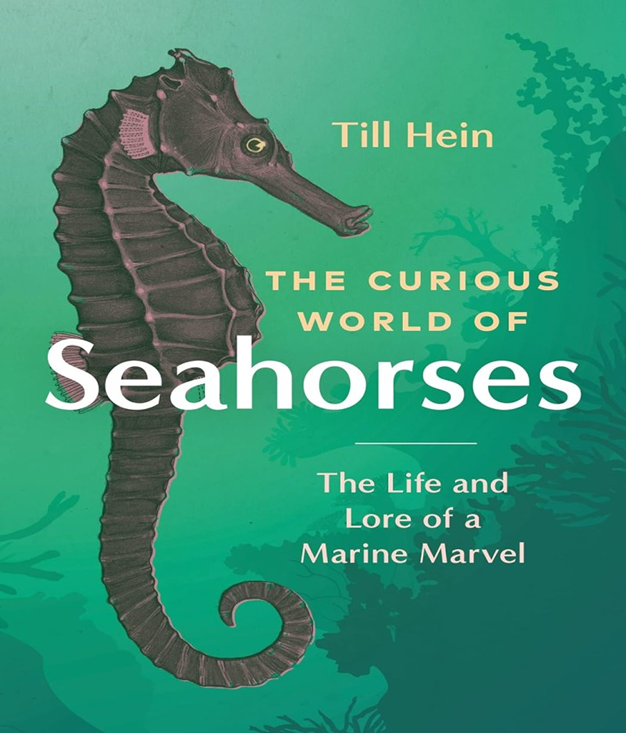 the curious world of seahorses