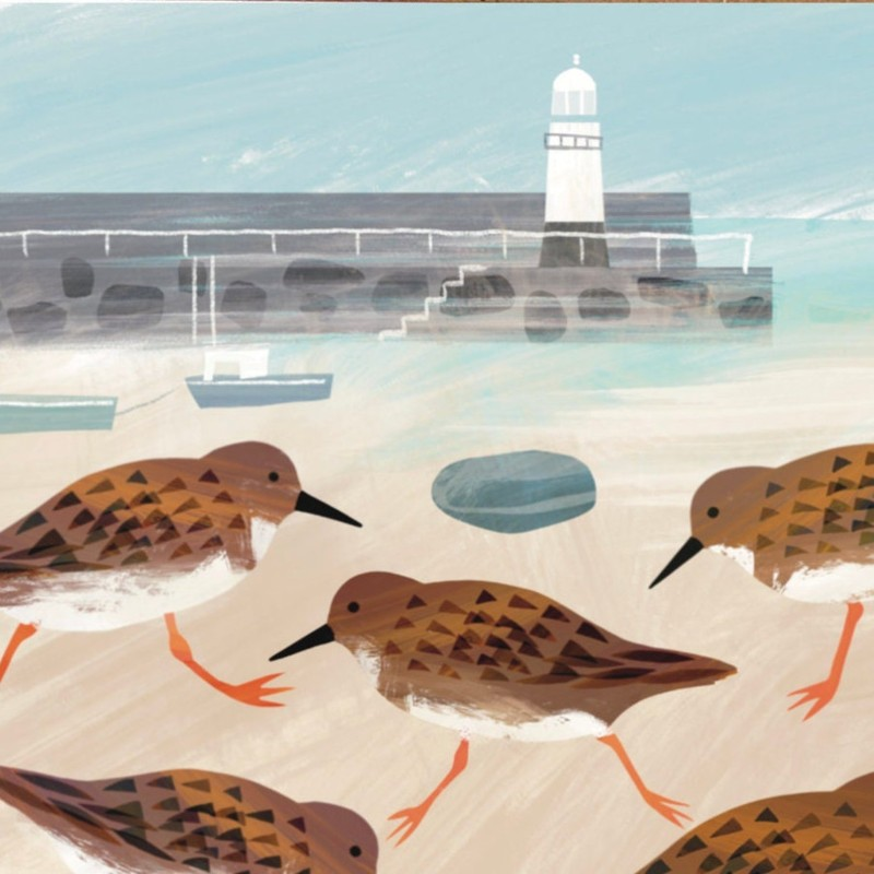 turnstones