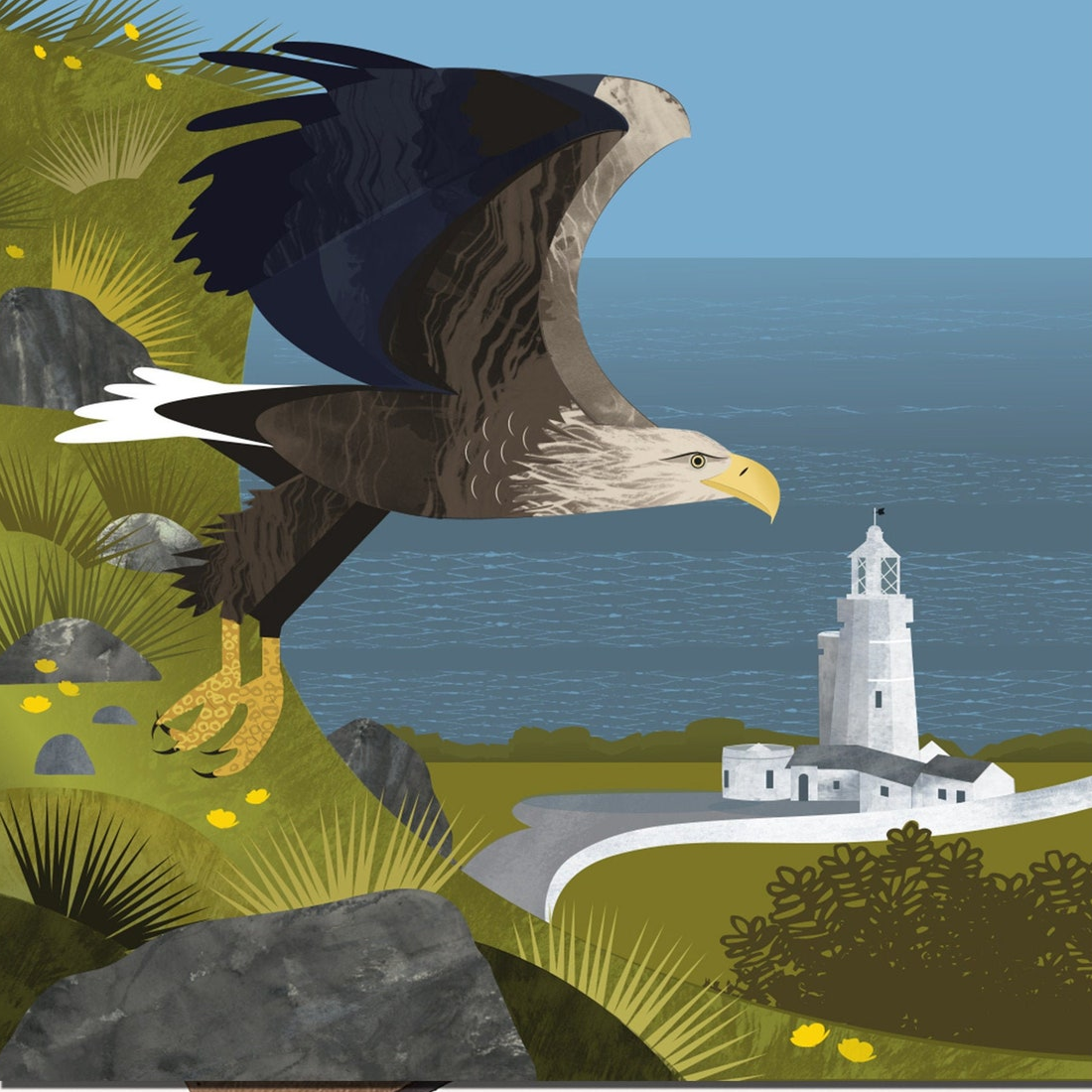 white-tailed eagle