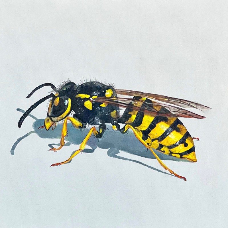 wild wasp