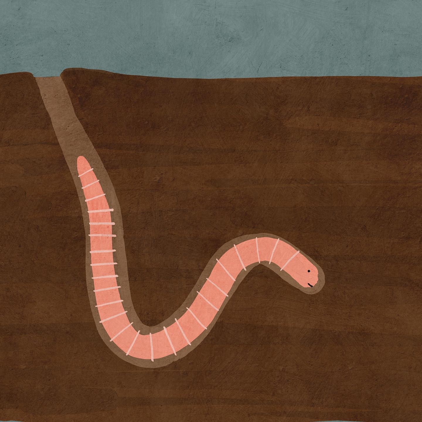 worm Betsy Siber